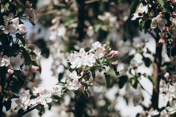 Tender apple blossom buds and flowers in the spring. The coming of spring, the awakening of nature, the first flowers, buds and leaves
