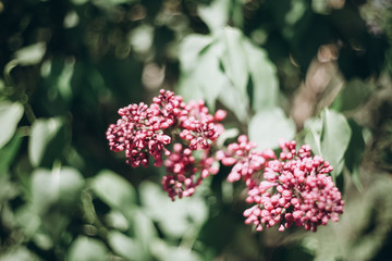 first flowers. spring. march, april, may. 