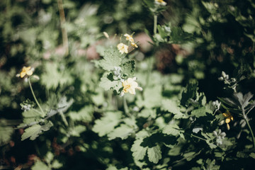 first flowers. spring. march, april, may. 