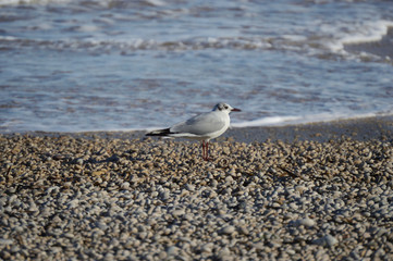 Bird by the Mediterranean sea on pebble beach