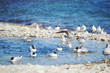 Mediterranean gulls floating on the water