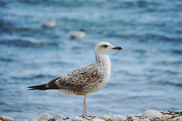 Mediterranean seagull isolated