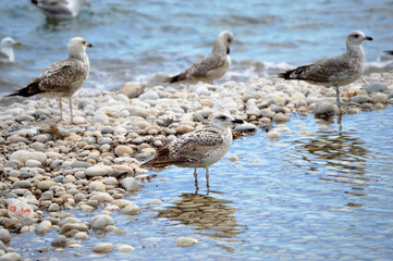 Mediterranean seagull with paws in the water with reflection