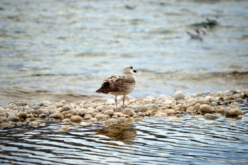 Mediterranean seagull walking on a pebble beach with water reflection