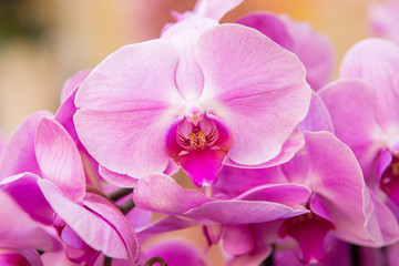 Fototapeta na wymiar Pink orchids. Celebration of international woman's day