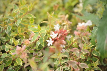 Abelia grandiflora radiance