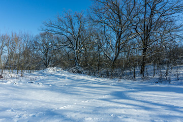 Snow-covered trees in the forest.