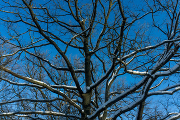 Snow-covered trees in the forest.