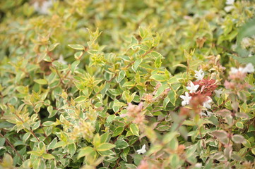 Abelia grandiflora radiance
