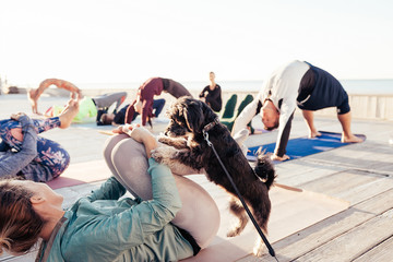 ?oncept of morning yoga with your pet. Little dog is happy to play sports together with the owner,...
