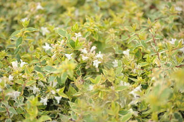 Abelia grandiflora radiance