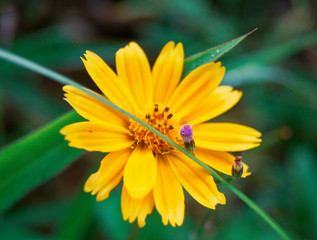 SONY DSC