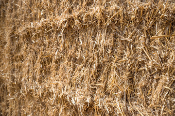 Dry yellow hay