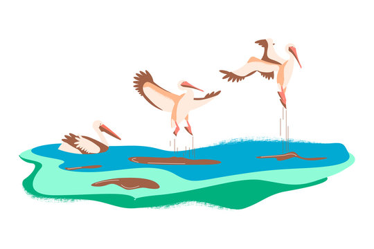 Cartoon pelicans in different poses