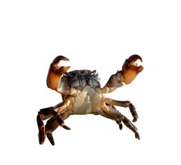 crab on white background - obrazy, fototapety, plakaty