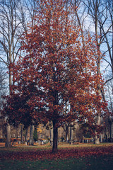 lonely tree at an old cemetery in norway, oslo