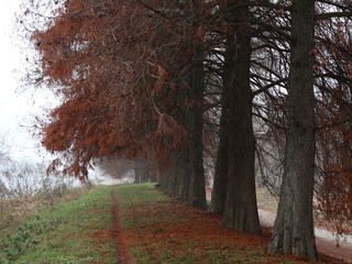 Alberi d'autunno nella nebbia