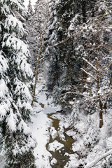 a small creek between fir trees in a snowy forest in the mountains