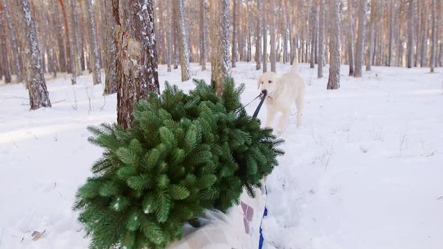 The dog pulls sledges on them Christmas tree. Soon Christmas concept