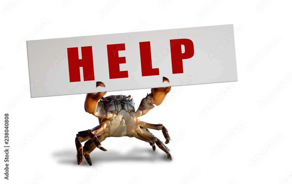 Wall mural crab on white background
