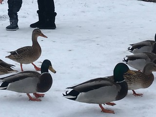 Ducks 