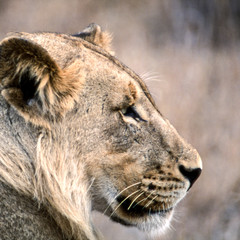 Lion, (Panthera leo), Kruger National Park, Mpumalanga, South Africa, Africa