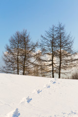 Beautiful winter landscape. Traces on the snow in forest. Trees on blue sky background