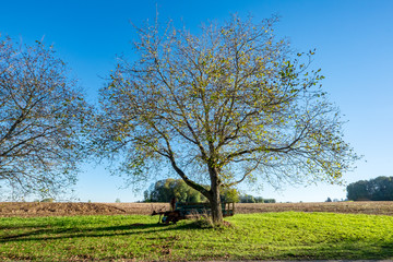 Obraz premium The tree