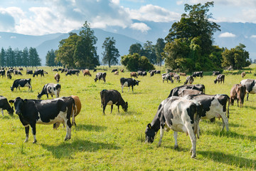 Cow standing on green glass, New Zealand farm animal