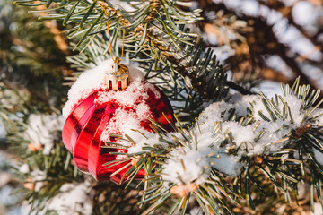 Colorful toys on the christmas tree and snowflakes on the branches and holidays decorations. Red balls with ornaments of stars and glows. Outdoor christmas trees, decorations in garden