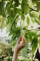 Closseup of female hand toching the leaves on a tree, closeness-to-nature concept.