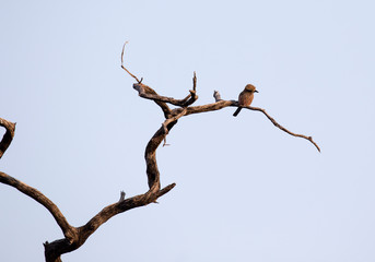 Unidentified bird on a tree