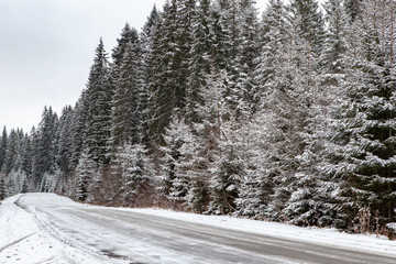 snow forest road