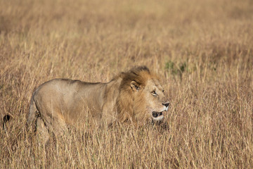 Obraz na płótnie Canvas Full body profile portrait of male lion, Panthera leo, walking in tall grass of the Masai Mara in Kenya