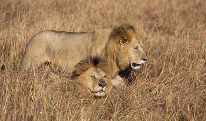 Obraz na płótnie Canvas Male lion, Panthera leo, from the Sand River or Elawana Pride walking near cub and his brother, whose head is emerging from the tall grass of the Masai Mara 