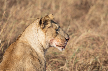 Close up profile portrait of head of female lion, Panthera leo, form the Sand River or Elawana Pride with tall grass of Masai Mara savanna in background