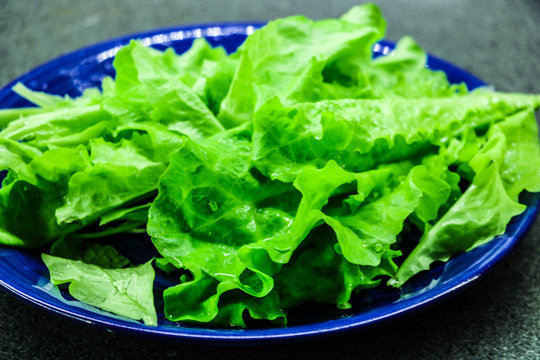 Green salad on rustic background, Freshness diet
