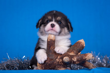 Pembroke Corgi puppy on a blue background on a wooden snag.