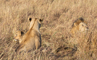 Close up portraits of adult male Sand River or Elawana Pride lion, Panthera leo, with cub in tall grass of Masai Mara with selective focus