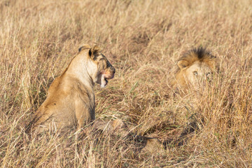 Close up portraits of adult male Sand River or Elawana Pride lion, Panthera leo, with cub in tall grass of Masai Mara with selective focus