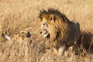 Fototapeta na wymiar Close up portraits of adult male Sand River or Elawana Pride lion, Panthera leo, with cub in tall grass of Masai Mara with selective focus