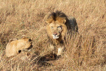 Close up portraits of adult male Sand River or Elawana Pride lion, Panthera leo, with cub in tall grass of Masai Mara with selective focus