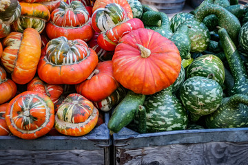 pumpkins and gourds