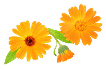 Calendula. Marigold flower isolated on white background