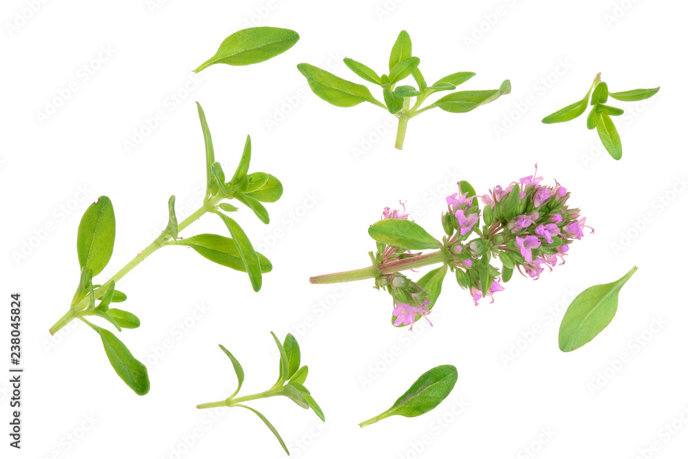 Wall mural fresh thyme spice isolated on white background