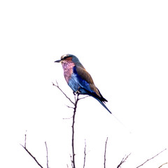Lilacbreasted Roller, (Coracias caudata), Kruger National Park, Mpumalanga, South Africa, Africa