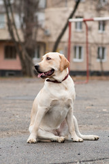 labrador retriever yellow summer 