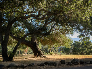 tree in the park