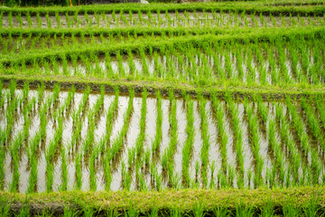 The Ubud Rice Terraces
