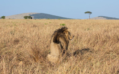 Portrait of male lion, Panthera leo, of the Sand River or Elawana Pride, from behind sitting in African landscape with tall grass, acacia tree, hill, and safari vehicle in far distance